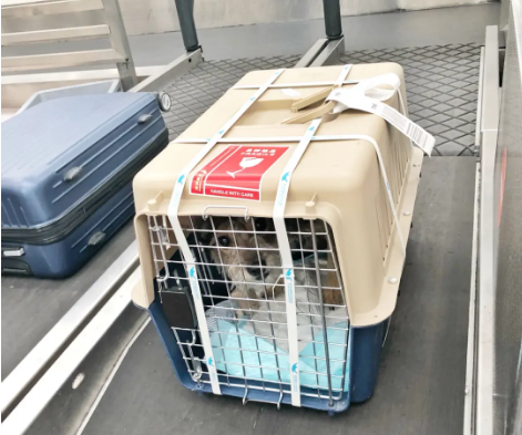 大渡口宠物托运 宠物托运公司 机场宠物托运 宠物空运